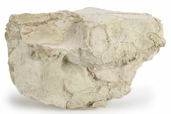 Bargain, Fossil Oreodont (Merycoidodon) Skull - South Dakota #249270